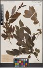 Foto von Salix cinerea L.